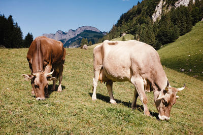 Cows grazing in a field