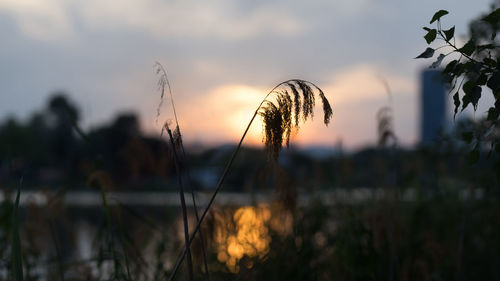 Close-up of silhouette plants on field against sky during sunset