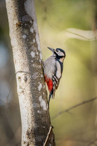 Close-up of bird perching on tree