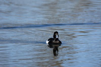 Full length of a tufted duck swimming in lake