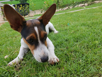 Portrait of dog relaxing on grass