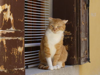 Portrait of cat sitting on entrance