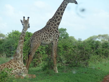 Giraffe standing on land against sky