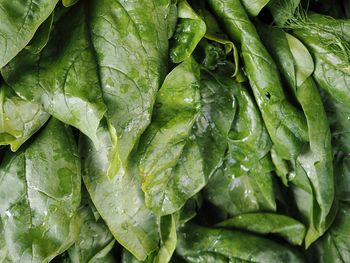 Detail shot of leafy vegetables