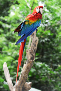 Close-up of parrot perching on tree