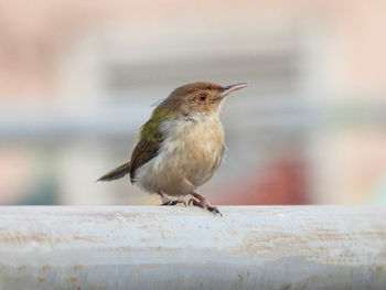 Close-up of bird perching on wood