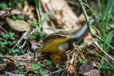 Close-up of a lizard on field