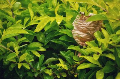 Close-up of butterfly on leaves