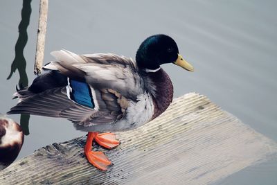 Close-up of bird perching on wood