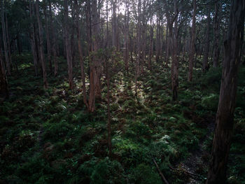 Trees in forest