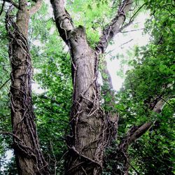 Trees in forest