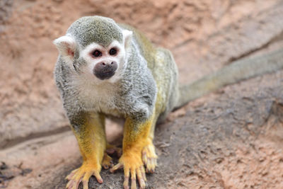 Portrait of a squirrel monkey 