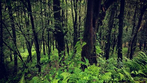 View of trees in forest