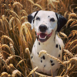 A bed in the cornfield