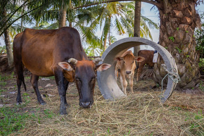 Cows in a field