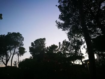 Low angle view of silhouette trees in forest against clear sky