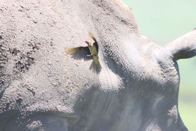 Close-up of white flowering plant