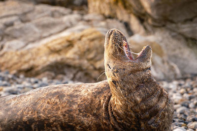 An old sea lion