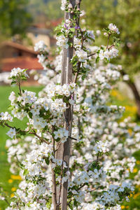 Close-up of cherry blossom tree