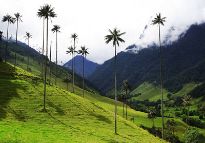 Palm trees on land against mountain and sky