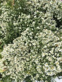 Close-up of flowers on tree