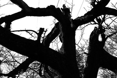 Low angle view of silhouette tree against sky