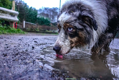 Dog drinking water