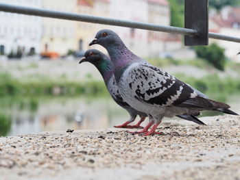 Two pigeons