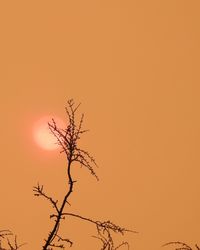 Bare tree against orange sky