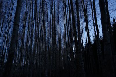 Low angle view of trees in forest against sky