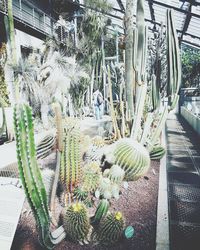 High angle view of potted plants in greenhouse