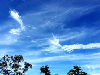 Low angle view of trees against blue sky