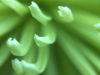 Close-up of plant