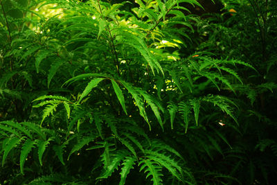 Fern plants forest 