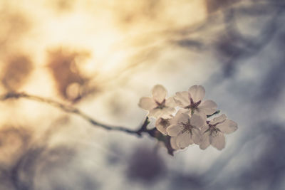 Low angle view of blooming tree against sky