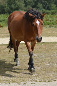 Horse standing on field