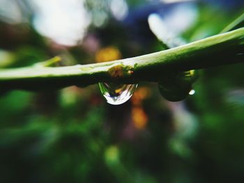 Close-up of water drop on leaf