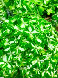 High angle view of plants