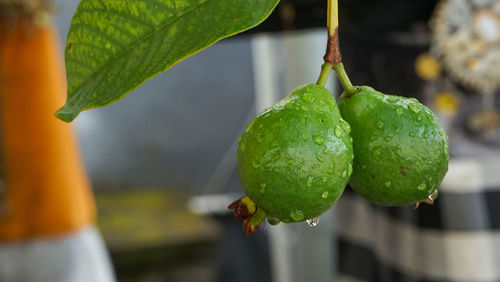 Close-up of guava fruit on plant