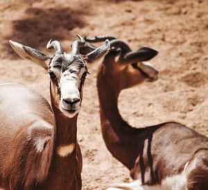 Close-up portrait of antelopes