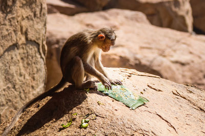 High angle view of monkey on rock