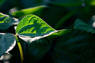 Close-up of green leaves