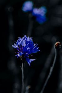 Close-up of purple flowering plant