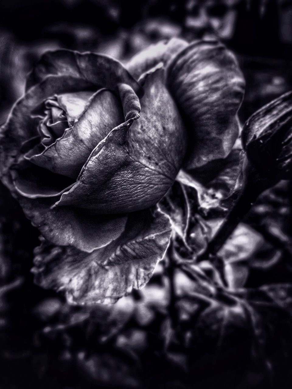 Dark Rose.... Blackandwhite Rose🌹 Darkness ArtWork Beautiful Flowers Roses_collection Roses Flowers  Rose Collection Rose Petals Rosé Flowers Flowering Plant Flower Head Flower B&w Photo B&w Nature B&W Collection B&w Photography B&w Bnw_lover Bnw_photography Bnw_shot Bnwmood Bnw Photography Bnwphotography Bnw_captures Bnw_collection Bnw Black And White