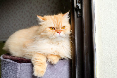 Close-up portrait of a cat