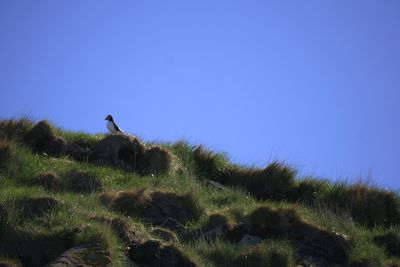 Low angle view of bird perching on grass