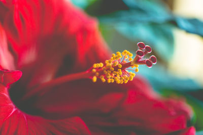 Close-up of red hibiscus growing outdoors