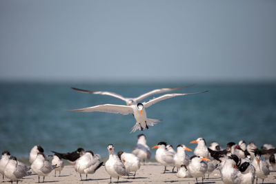 Royal tern thalasseus maximus shorebird among a large flock of terns, including black skimmer terns