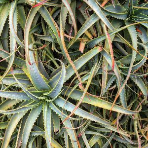 Full frame shot of plants