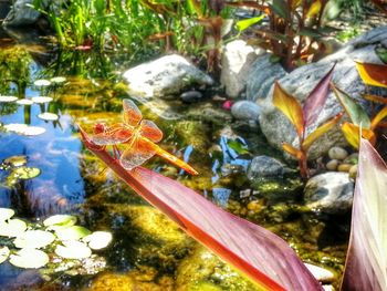 Plants in pond